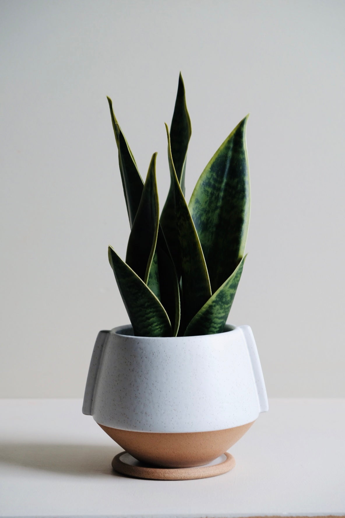 Large Aria Planter With Tray