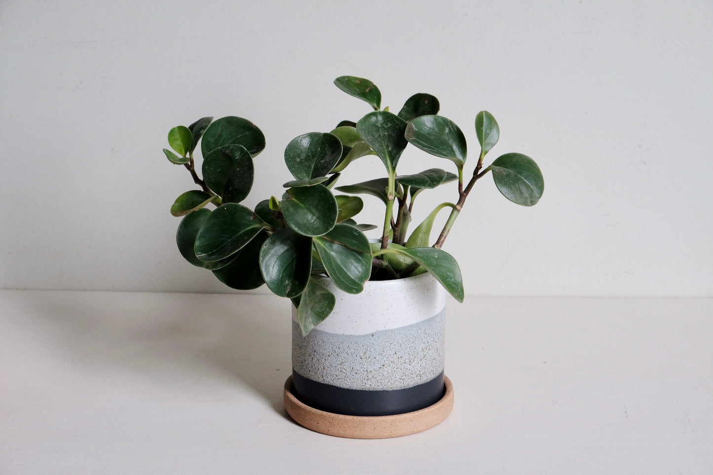 Wolf Planter SECOND