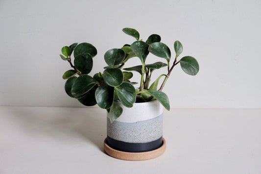 Wolf Planter SECOND